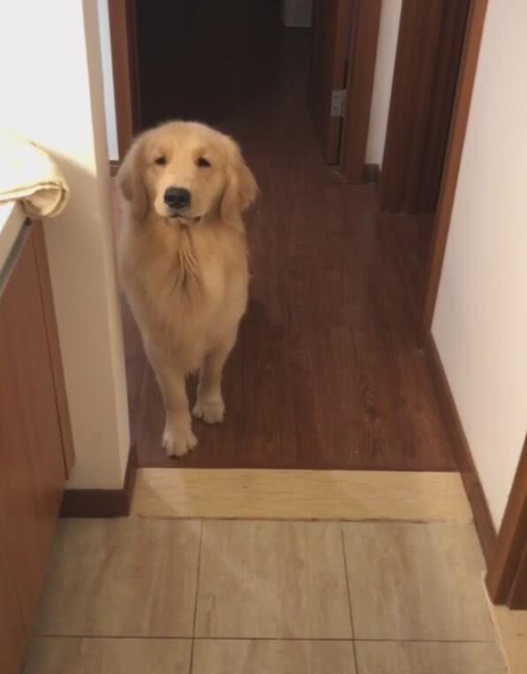 狗狗被教训后不敢上前,一看它可怜巴巴的小眼神后悔了!休闲区蓝鸢梦想 - Www.slyday.coM 狗狗被教训后不敢上前,一看它可怜巴巴的小眼神后悔了!休闲区蓝鸢梦想 - Www.slyday.coM