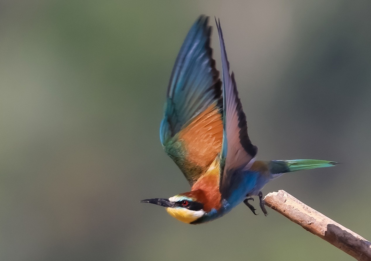 黄喉蜂虎艳遇镜头中的靓丽猎手黄喉蜂虎