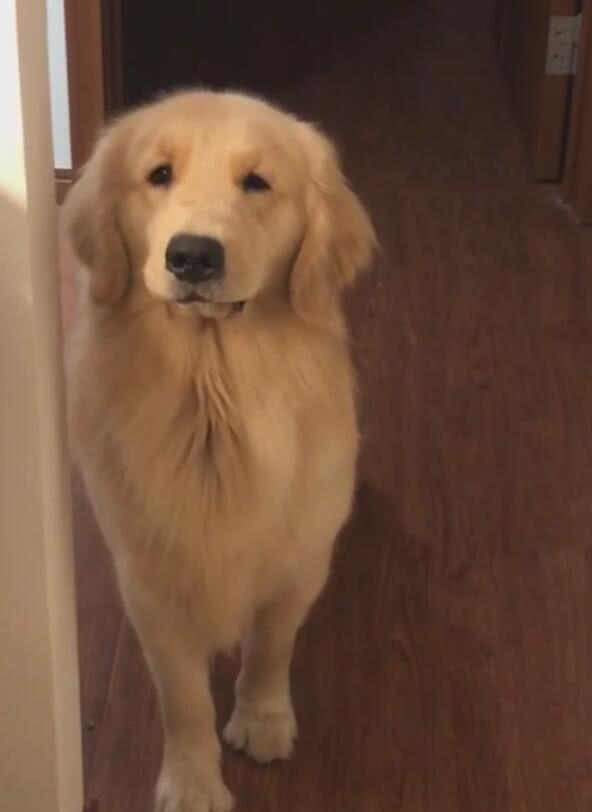 狗狗被教训后不敢上前,一看它可怜巴巴的小眼神后悔了!休闲区蓝鸢梦想 - Www.slyday.coM 狗狗被教训后不敢上前,一看它可怜巴巴的小眼神后悔了!休闲区蓝鸢梦想 - Www.slyday.coM