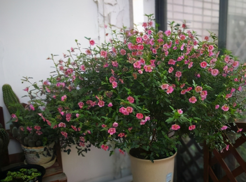 它被誉为“开花机器”,盆栽抓住4点,一次能爆出上百个花骨朵休闲区蓝鸢梦想 - Www.slyday.coM 它被誉为“开花机器”,盆栽抓住4点,一次能爆出上百个花骨朵休闲区蓝鸢梦想 - Www.slyday.coM