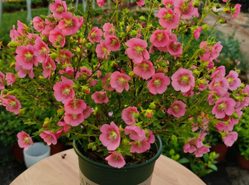 它被誉为“开花机器”,盆栽抓住4点,一次能爆出上百个花骨朵休闲区蓝鸢梦想 - Www.slyday.coM 它被誉为“开花机器”,盆栽抓住4点,一次能爆出上百个花骨朵休闲区蓝鸢梦想 - Www.slyday.coM