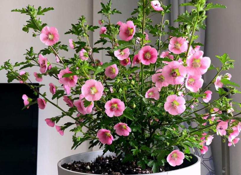 它被誉为“开花机器”,盆栽抓住4点,一次能爆出上百个花骨朵休闲区蓝鸢梦想 - Www.slyday.coM 它被誉为“开花机器”,盆栽抓住4点,一次能爆出上百个花骨朵休闲区蓝鸢梦想 - Www.slyday.coM