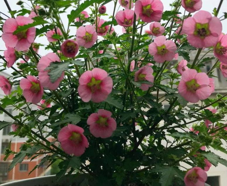 它被誉为“开花机器”,盆栽抓住4点,一次能爆出上百个花骨朵休闲区蓝鸢梦想 - Www.slyday.coM 它被誉为“开花机器”,盆栽抓住4点,一次能爆出上百个花骨朵休闲区蓝鸢梦想 - Www.slyday.coM