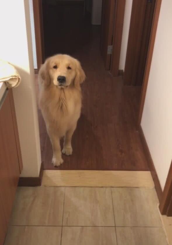 狗狗被教训后不敢上前,一看它可怜巴巴的小眼神后悔了!休闲区蓝鸢梦想 - Www.slyday.coM 狗狗被教训后不敢上前,一看它可怜巴巴的小眼神后悔了!休闲区蓝鸢梦想 - Www.slyday.coM