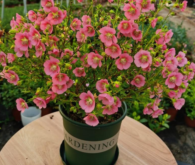 它被誉为“开花机器”,盆栽抓住4点,一次能爆出上百个花骨朵休闲区蓝鸢梦想 - Www.slyday.coM 它被誉为“开花机器”,盆栽抓住4点,一次能爆出上百个花骨朵休闲区蓝鸢梦想 - Www.slyday.coM