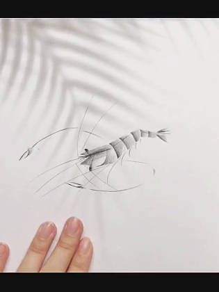 教你铅笔画虾,喜欢这种简单有趣的画法! 茉莉老师