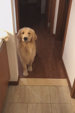 狗狗被教训后不敢上前,一看它可怜巴巴的小眼神后悔了!休闲区蓝鸢梦想 - Www.slyday.coM 狗狗被教训后不敢上前,一看它可怜巴巴的小眼神后悔了!休闲区蓝鸢梦想 - Www.slyday.coM