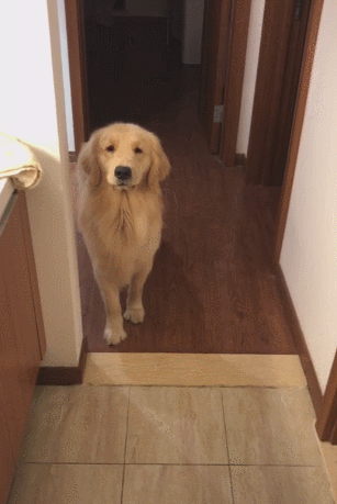 狗狗被教训后不敢上前,一看它可怜巴巴的小眼神后悔了!休闲区蓝鸢梦想 - Www.slyday.coM 狗狗被教训后不敢上前,一看它可怜巴巴的小眼神后悔了!休闲区蓝鸢梦想 - Www.slyday.coM