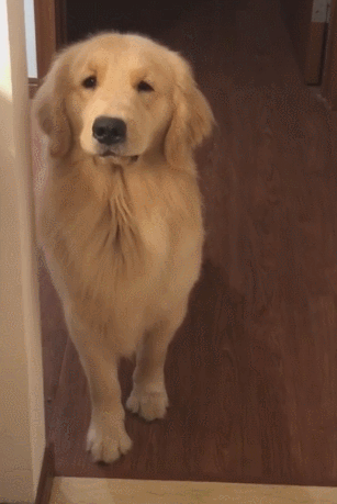 狗狗被教训后不敢上前,一看它可怜巴巴的小眼神后悔了!休闲区蓝鸢梦想 - Www.slyday.coM 狗狗被教训后不敢上前,一看它可怜巴巴的小眼神后悔了!休闲区蓝鸢梦想 - Www.slyday.coM