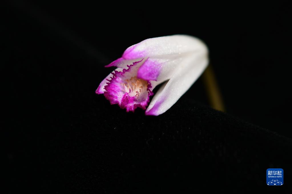 时隔120多年！我国再度发现野生濒危植物华白及【图】休闲区蓝鸢梦想 - Www.slyday.coM