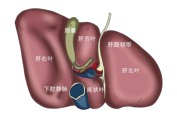 妈妈给女儿移植肝脏“还债”，年龄小会不会对术后生存率产生影响