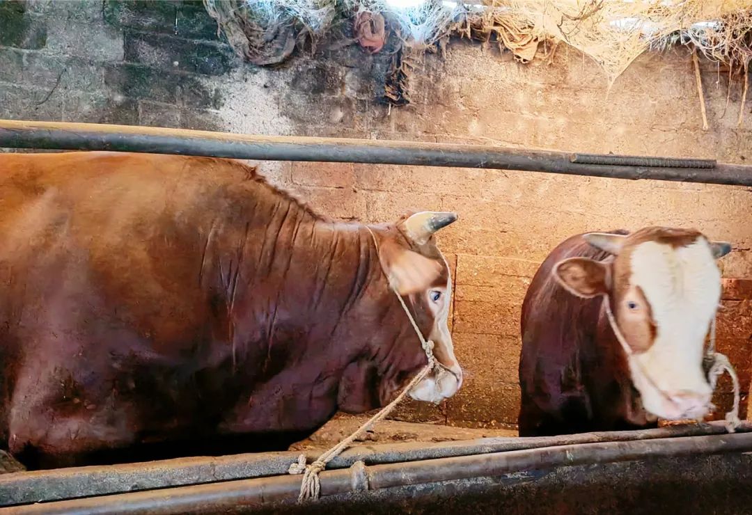 黑树乡土牛肉火锅强势入驻镇雄 牛肉火锅 新浪新闻 黑树乡土牛肉火锅强势入驻镇雄 牛肉火锅 新浪新闻