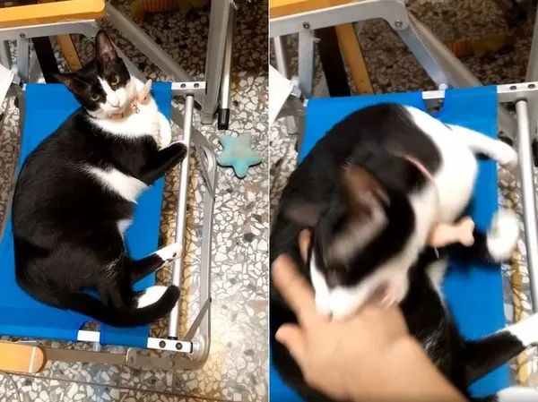 “妈妈要坐椅子”：一句话看出养猫和养狗的区别！休闲区蓝鸢梦想 - Www.slyday.coM