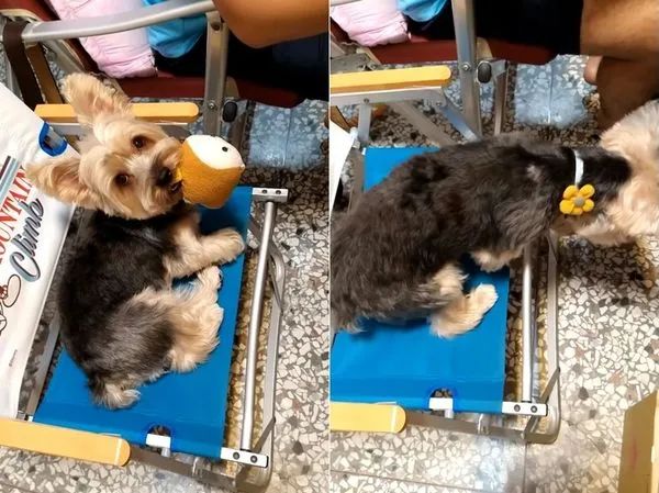 “妈妈要坐椅子”：一句话看出养猫和养狗的区别！休闲区蓝鸢梦想 - Www.slyday.coM