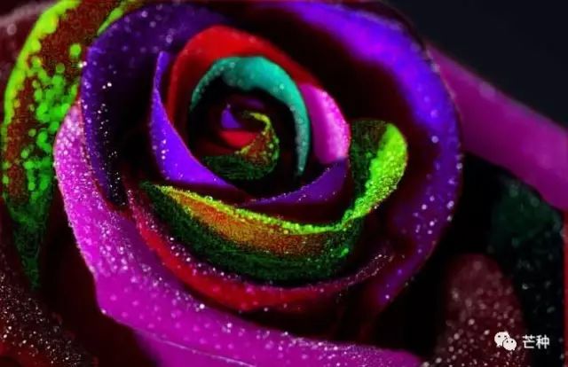 玫瑰种植技术 玫瑰 新浪新闻 玫瑰种植技术 玫瑰 新浪新闻