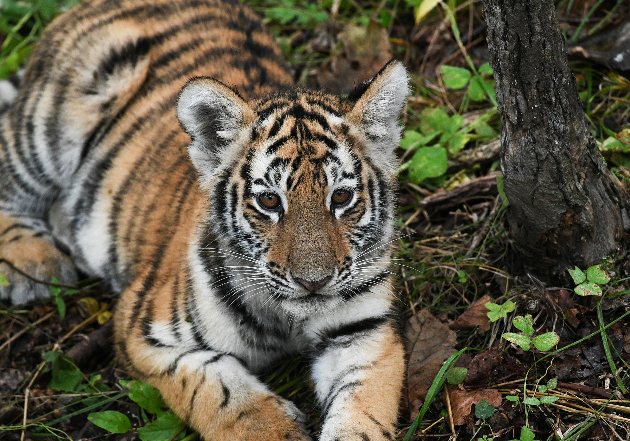 俄罗斯滨海边疆区的滨海边疆区野生动物园拍摄的四个月大的东北虎幼崽