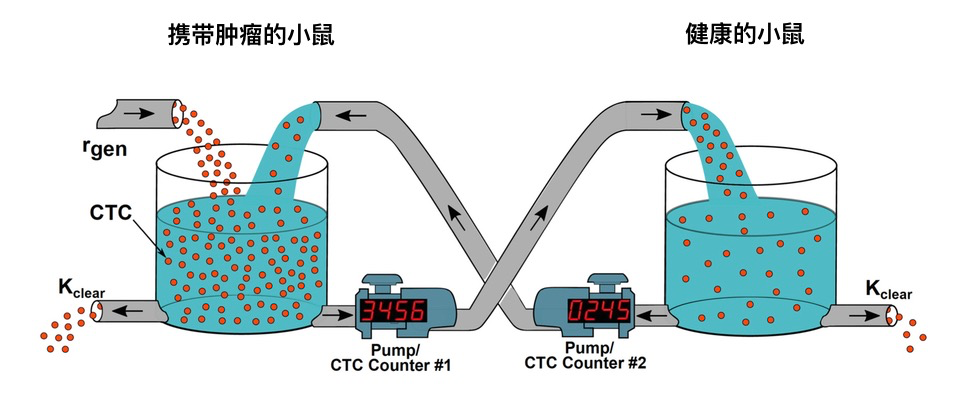  用于计算CTC内渗率和半衰期的血液交换技术，每个小鼠的循环系统被表示为一个混合良好的红球（CTC）容器。| 图片来源：Bashar Hamza and Alex Miller