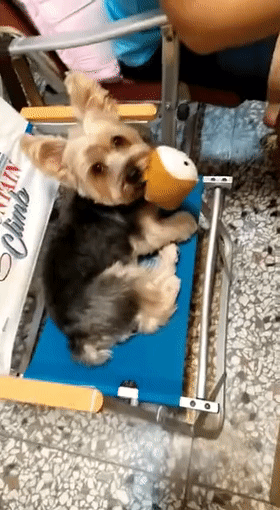 “妈妈要坐椅子”：一句话看出养猫和养狗的区别！休闲区蓝鸢梦想 - Www.slyday.coM