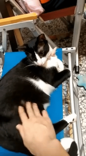 “妈妈要坐椅子”：一句话看出养猫和养狗的区别！休闲区蓝鸢梦想 - Www.slyday.coM