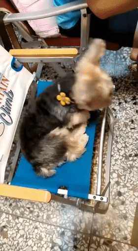 “妈妈要坐椅子”：一句话看出养猫和养狗的区别！休闲区蓝鸢梦想 - Www.slyday.coM