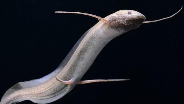 非洲肺鱼的悲伤能深藏地下不吃不喝好几年却躲不过人类的挖掘