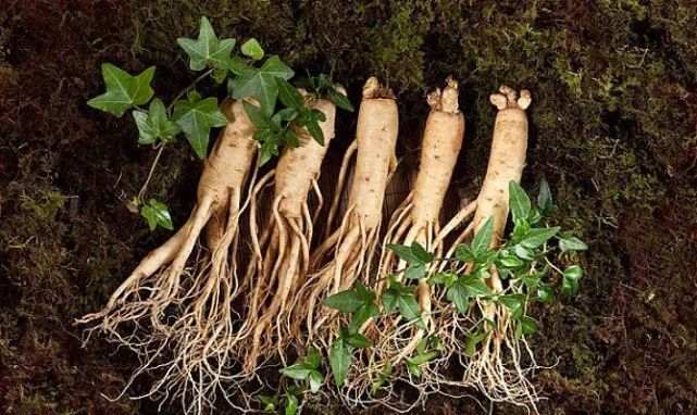 道人参·“参”名赫赫