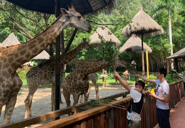 全红婵圆梦了!奥运冠军带她去动物园,乘坐贵宾车,脸上笑成了花休闲区蓝鸢梦想 - Www.slyday.coM