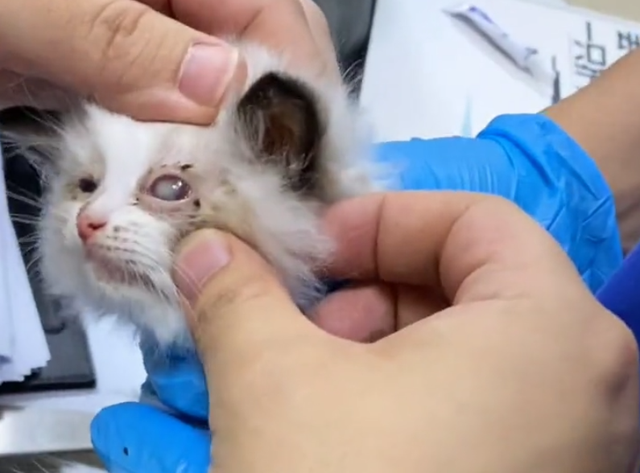 5只布偶猫幼崽，被人遗弃在垃圾桶旁：这猫也有人丢吗？休闲区蓝鸢梦想 - Www.slyday.coM