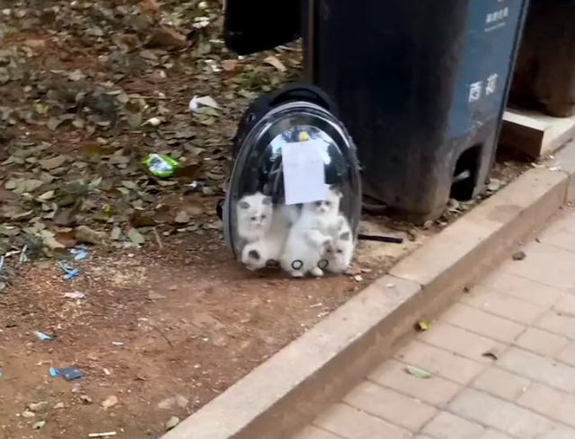 5只布偶猫幼崽，被人遗弃在垃圾桶旁：这猫也有人丢吗？休闲区蓝鸢梦想 - Www.slyday.coM