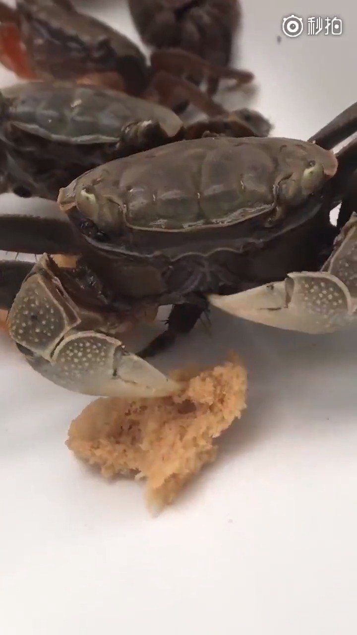 哇哦,第一看点螃蟹吃东西,感觉很绅士的样子