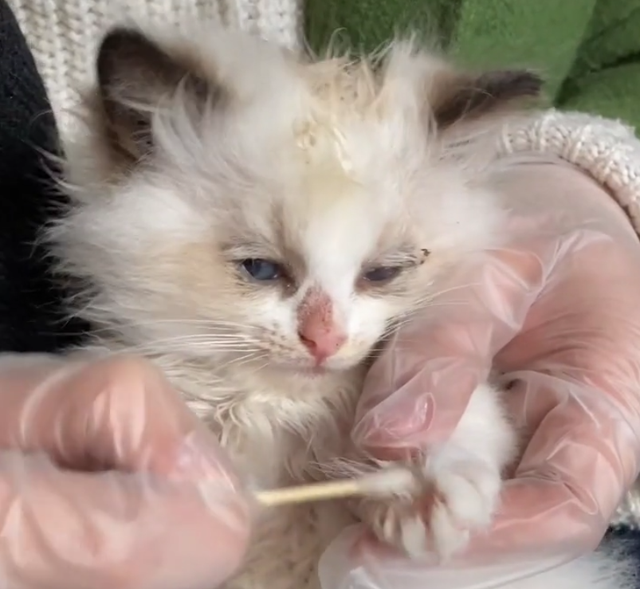 5只布偶猫幼崽，被人遗弃在垃圾桶旁：这猫也有人丢吗？休闲区蓝鸢梦想 - Www.slyday.coM