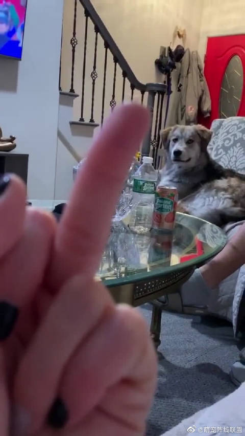 每次看到主人竖中指狗子都会