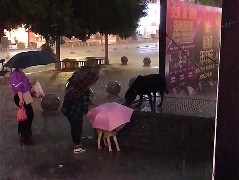 两只狗狗被主人拴在街头，大雨中路过的好心人帮它们打起伞休闲区蓝鸢梦想 - Www.slyday.coM