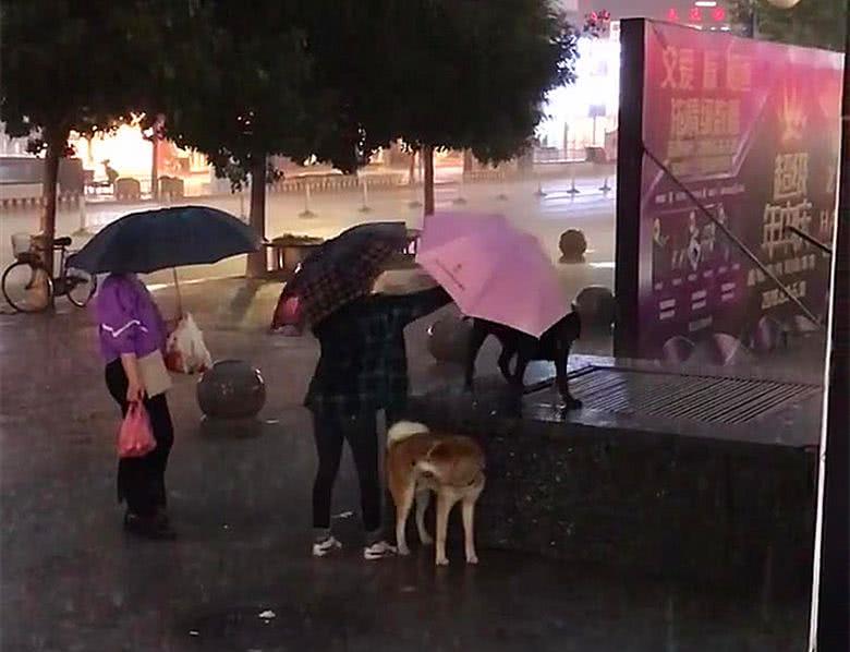 两只狗狗被主人拴在街头，大雨中路过的好心人帮它们打起伞休闲区蓝鸢梦想 - Www.slyday.coM