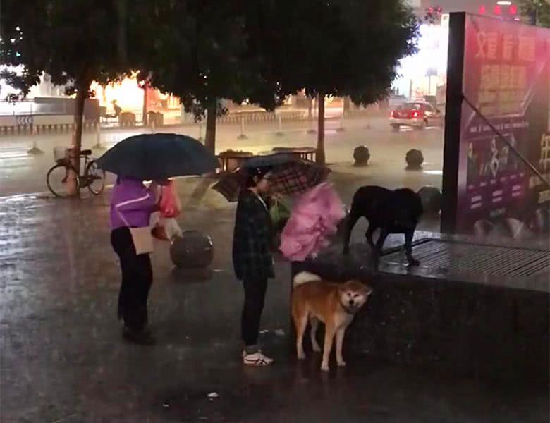 两只狗狗被主人拴在街头，大雨中路过的好心人帮它们打起伞休闲区蓝鸢梦想 - Www.slyday.coM
