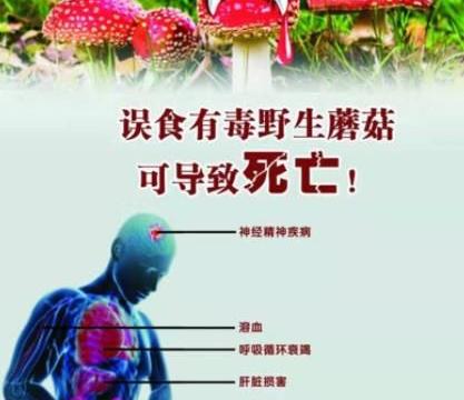 快来认识10种“美丽有毒”的植物,不吃亏|有毒|含羞草|夹竹桃_新浪新闻