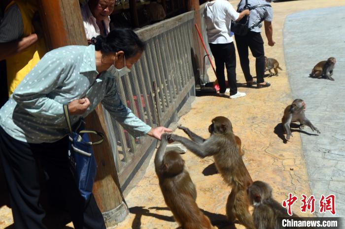 猴子与游客和谐相处. 蒋雪林 摄