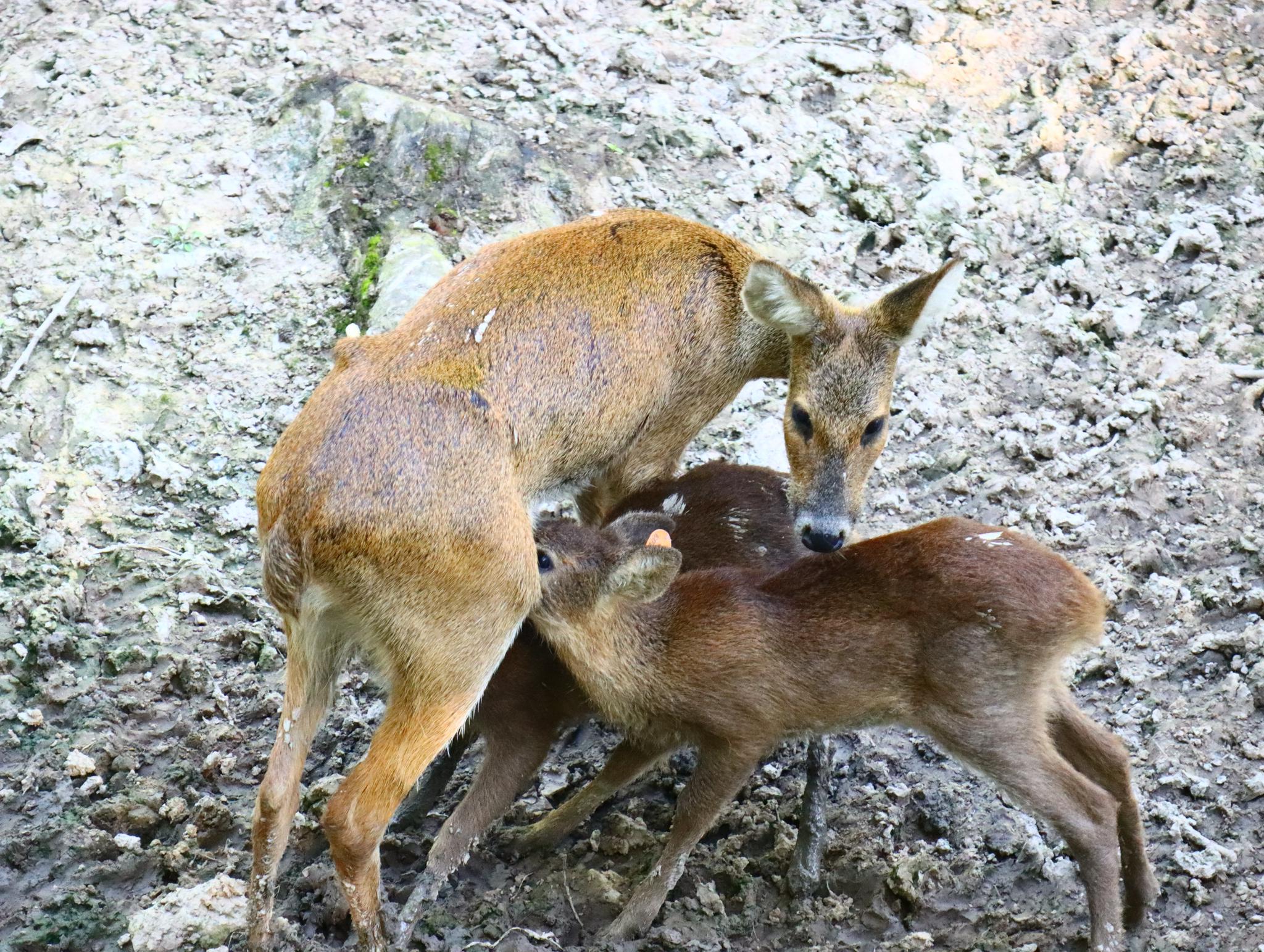 獐种群几乎通体同色,唯她额间一抹白,所以人类研究者们叫她"白脸"