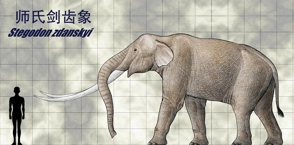 课本上的黄河象是中国的化石珍宝