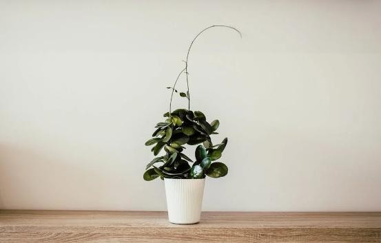 心理学研究:孩子的脸型与智商有关,看看你家娃是哪种休闲区蓝鸢梦想 - Www.slyday.coM 心理学研究:孩子的脸型与智商有关,看看你家娃是哪种休闲区蓝鸢梦想 - Www.slyday.coM