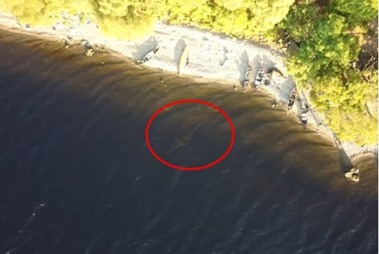 史前巨兽还活着?无人机拍到"尼斯湖水怪",和蛇颈龙极为相似