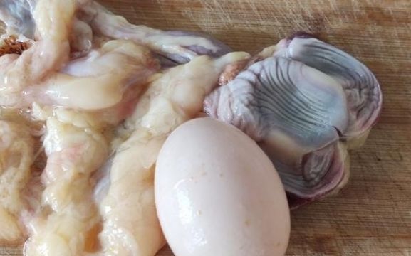 鹿茸菇炖个乡村小母鸡,您是不是把不该丢的丢弃了休闲区蓝鸢梦想 - Www.slyday.coM 鹿茸菇炖个乡村小母鸡,您是不是把不该丢的丢弃了休闲区蓝鸢梦想 - Www.slyday.coM