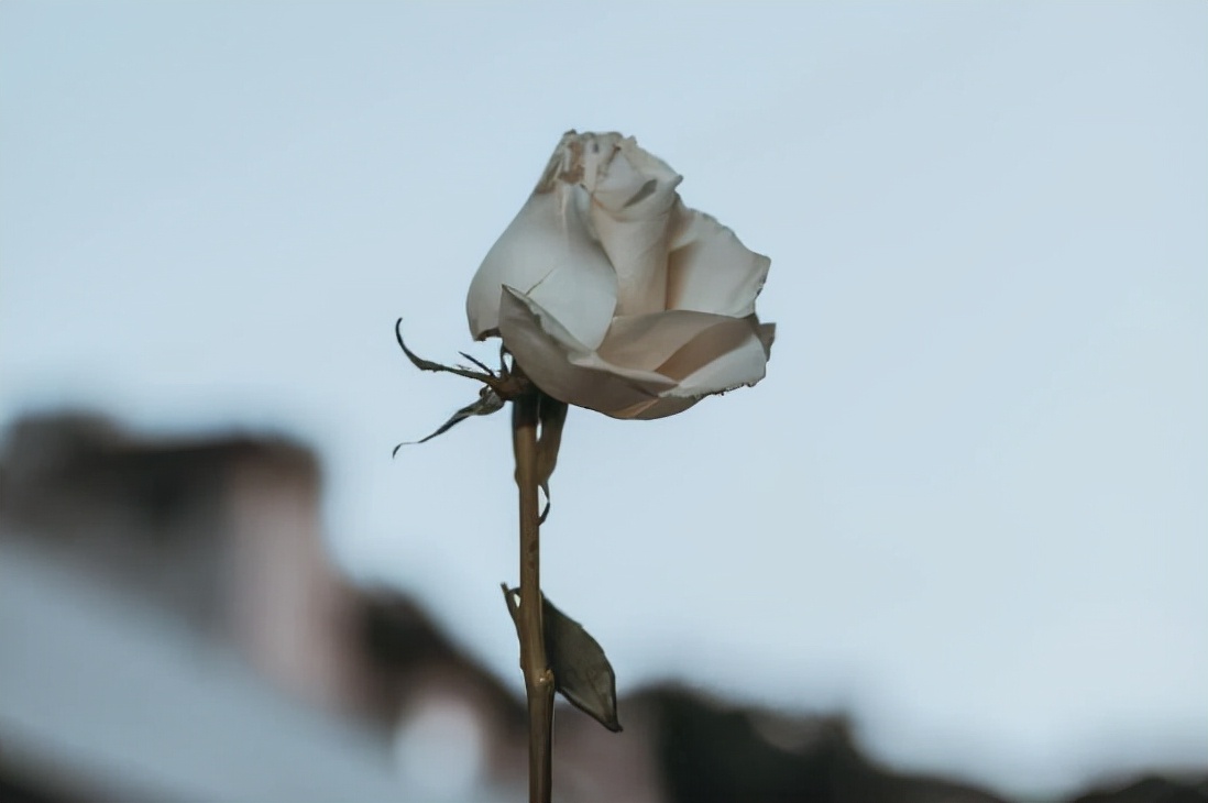 心理学研究:孩子的脸型与智商有关,看看你家娃是哪种休闲区蓝鸢梦想 - Www.slyday.coM 心理学研究:孩子的脸型与智商有关,看看你家娃是哪种休闲区蓝鸢梦想 - Www.slyday.coM