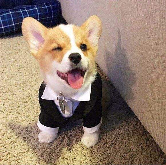 柯基调皮玩拆家,铲屎官让狗狗给自己个交代,柯基的做法让人笑了休闲区蓝鸢梦想 - Www.slyday.coM 柯基调皮玩拆家,铲屎官让狗狗给自己个交代,柯基的做法让人笑了休闲区蓝鸢梦想 - Www.slyday.coM