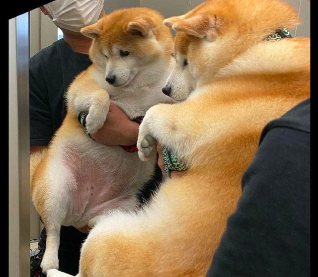 主人抱着柴犬照镜子它自己都看不下了只要我不看我就不胖