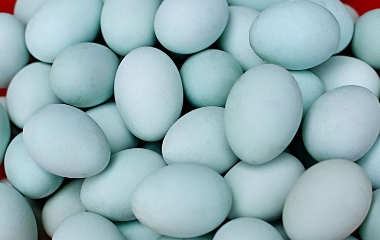 同样是鸭蛋白壳青壳有啥不同养鸭场区别太大别不懂装懂