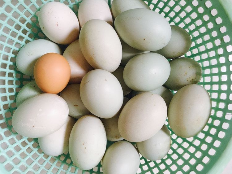 同样是鸭蛋白壳青壳有啥不同养鸭场区别太大别不懂装懂