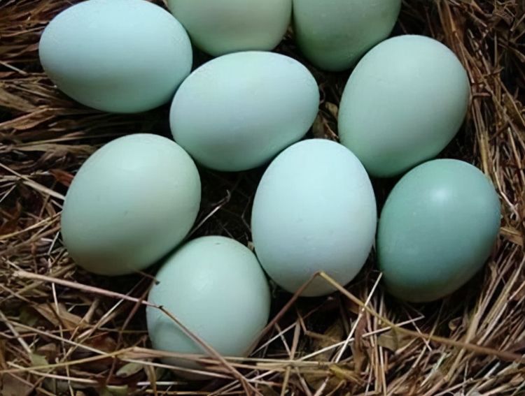 同样是鸭蛋白壳青壳有啥不同养鸭场区别太大别不懂装懂