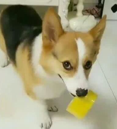 柯基调皮玩拆家,铲屎官让狗狗给自己个交代,柯基的做法让人笑了休闲区蓝鸢梦想 - Www.slyday.coM 柯基调皮玩拆家,铲屎官让狗狗给自己个交代,柯基的做法让人笑了休闲区蓝鸢梦想 - Www.slyday.coM