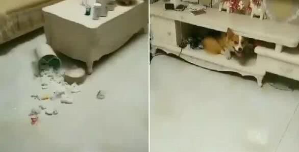 柯基调皮玩拆家,铲屎官让狗狗给自己个交代,柯基的做法让人笑了休闲区蓝鸢梦想 - Www.slyday.coM 柯基调皮玩拆家,铲屎官让狗狗给自己个交代,柯基的做法让人笑了休闲区蓝鸢梦想 - Www.slyday.coM